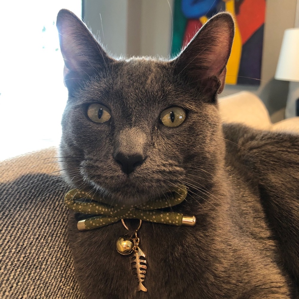 Meet your Posher, Lara